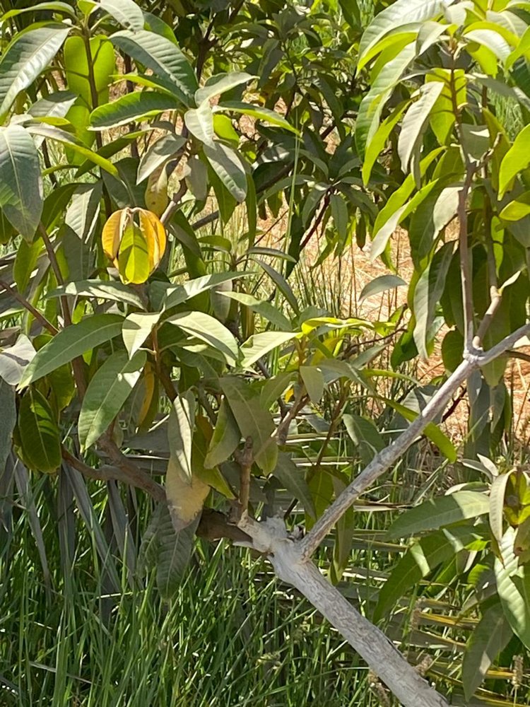 Mango orchard assessment