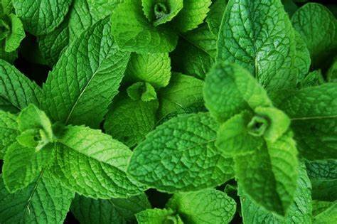 Mint crop used in field research
