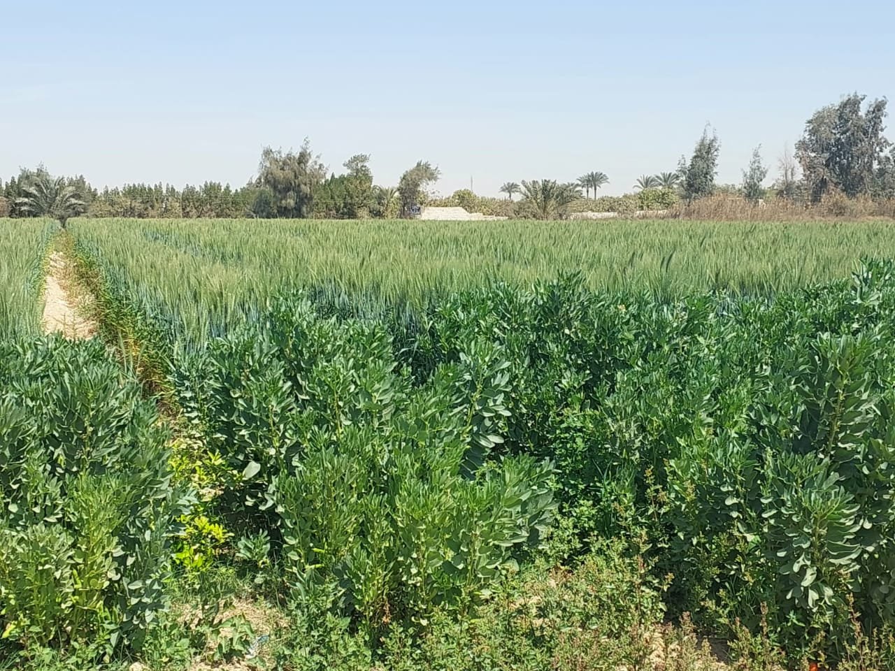 Wheat field assessment